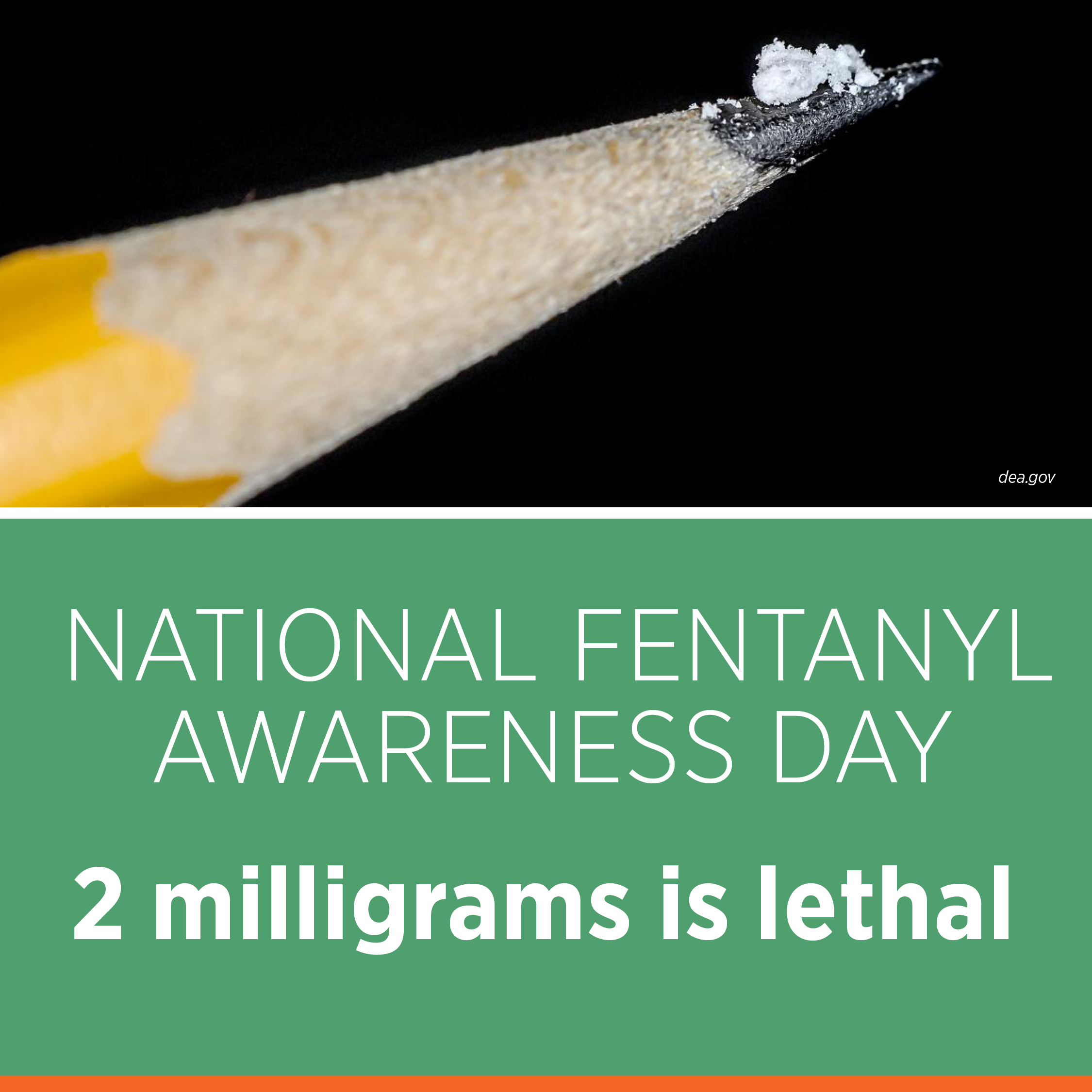 An authentic lethal dose of fentanyl is displayed on the point of a number 2 pencil for size reference.
